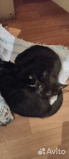 Отдам даром бесплатно