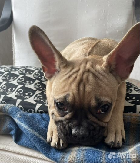 Французский бульдог