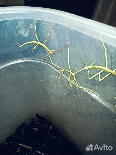 Палочники и кузнечики