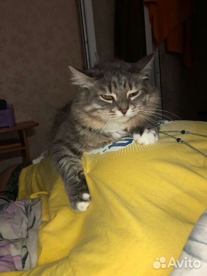 Кися в добрые руки