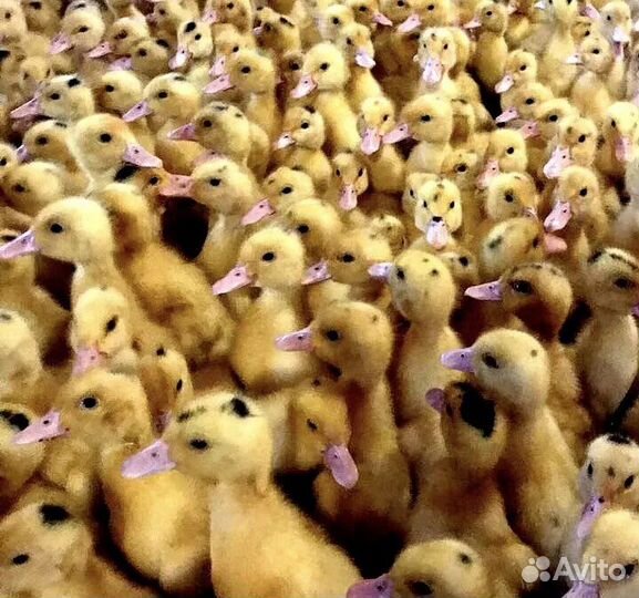 Утята муларды