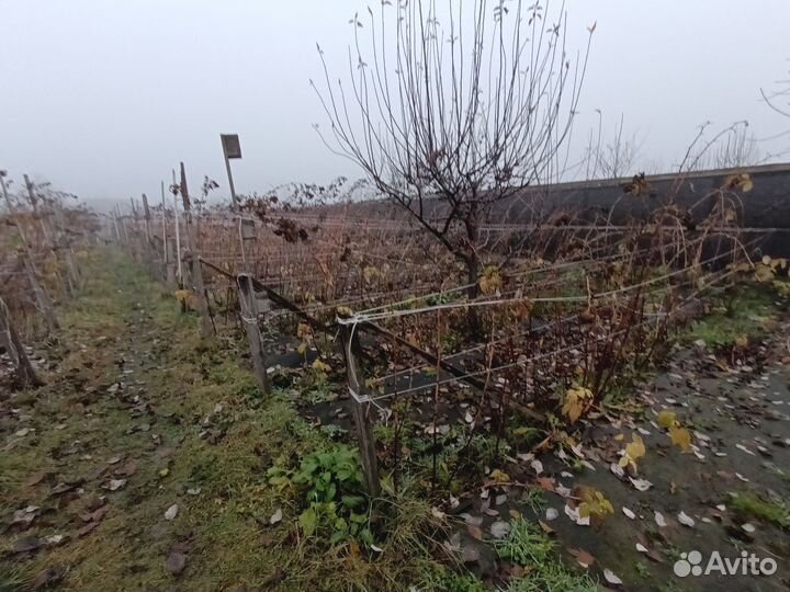 Саженцы малины