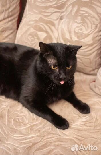 В добрые руки