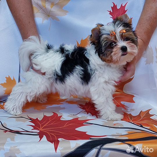 Бивер девочка РКФ