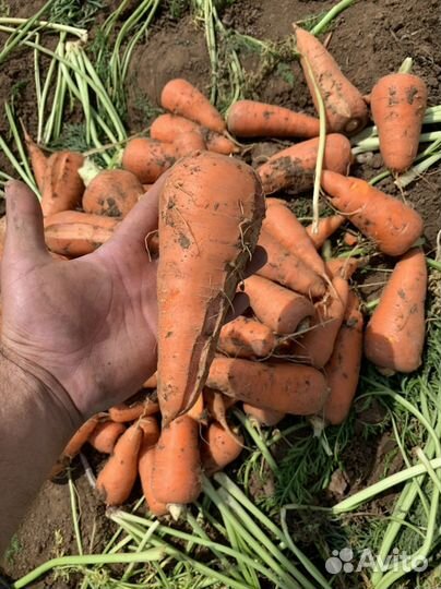 Морковь абако