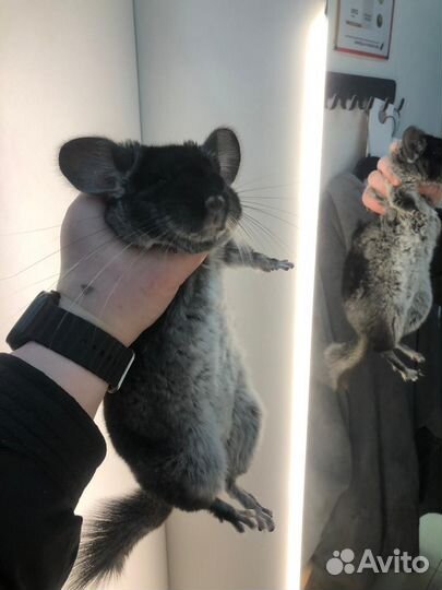 Шиншилла чёрный бархат