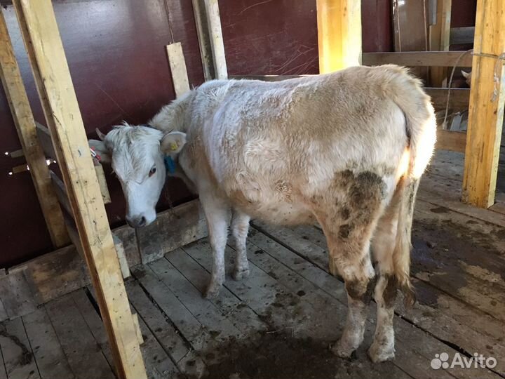 Коровы и телки