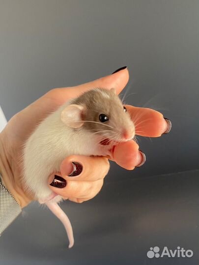 Крыса Дамбо