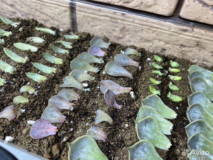 Суккуленты ростки