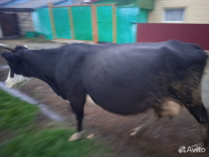 Корова стельная дойная