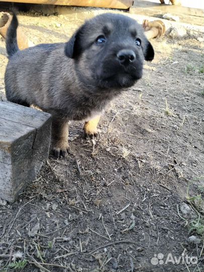Щенки в добрые руки