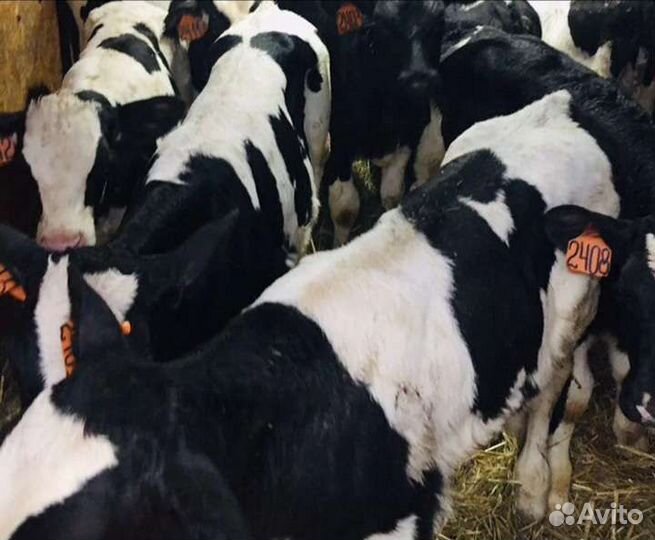 Телята бычки