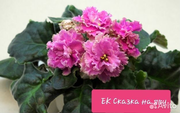 Детки сортовых фиалок