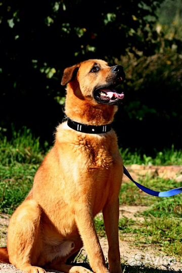 Собака-улыбака с идеальным характером в любящую се