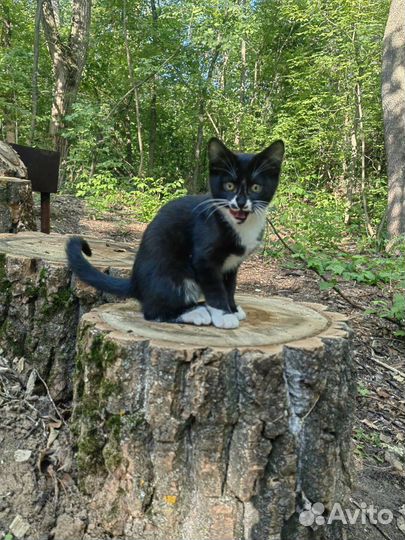 Котята очень красивые в дар