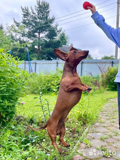 Вязка собак такса кобель