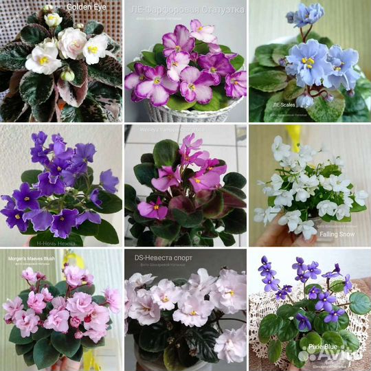 Полумини, сортовые фиалки
