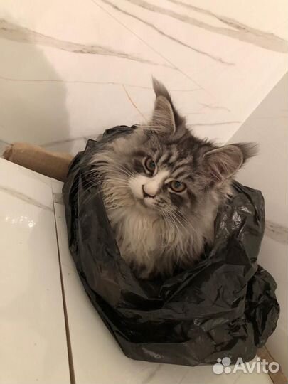 Котята мейн-кун