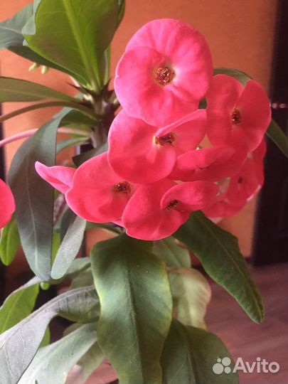 Молочай Миля