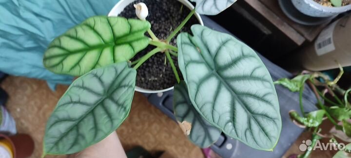 Алоказия серебряный дракон