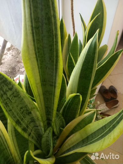 Сансевиерия фуксия комнатные цветы растения