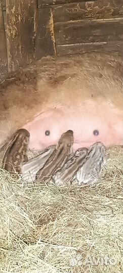 Поросята венгерской мангалицы