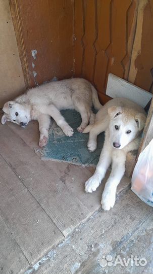 Щенки сторожевых псов