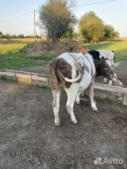 Стельная телка