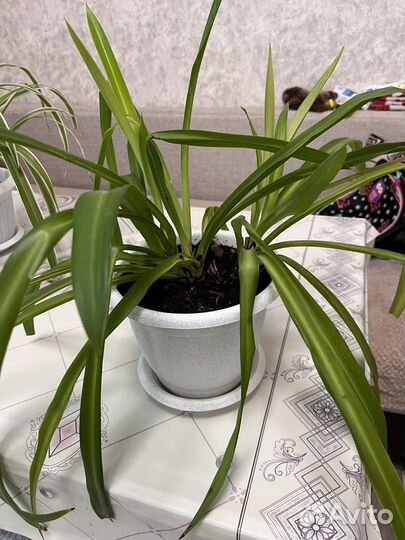 Хлорофитум