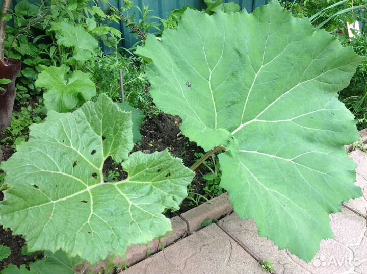 Многолетние цветы для сада