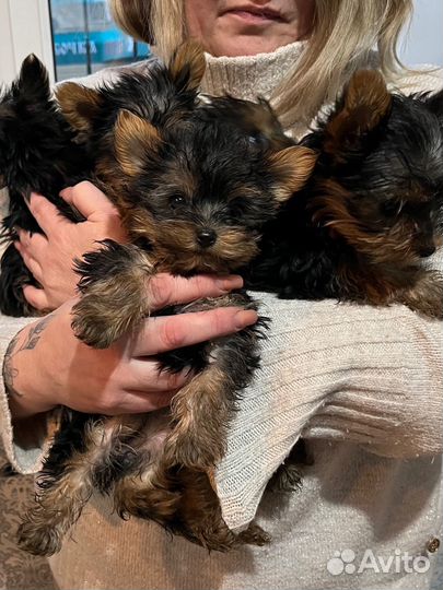 Йоркширский терьер