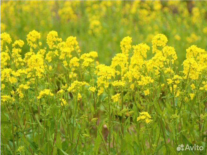 Семена горчицы