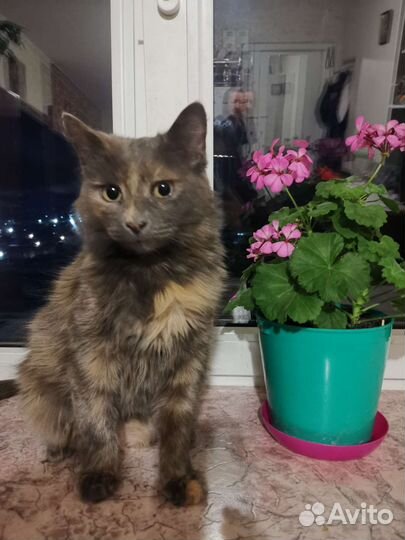 Кошечка в добрые руки