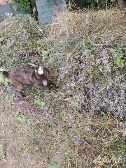 Козёл и козочка