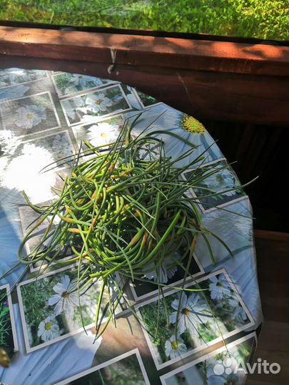 Стрелки чеснока