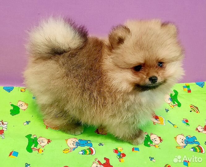 Щенки шпица