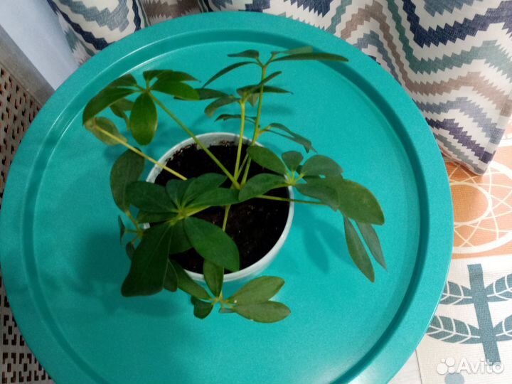 Комнатные цветы шефлера