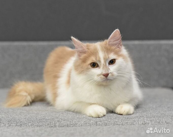 Два котенка ищут дом