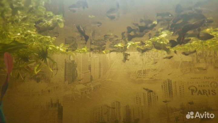 Мальки Гуппи