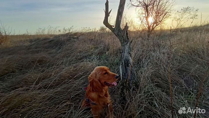 Вязка Английский Кокер Спаниель