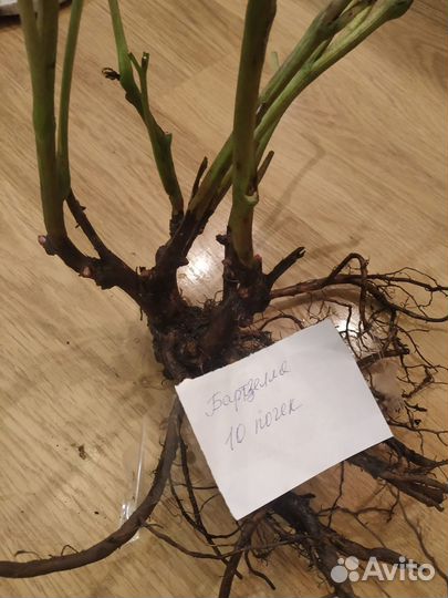 Пионы Ито -гибриды