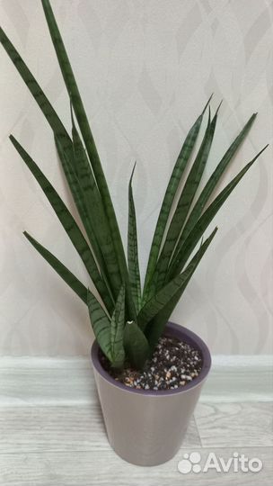 Сансивиерии сортовые