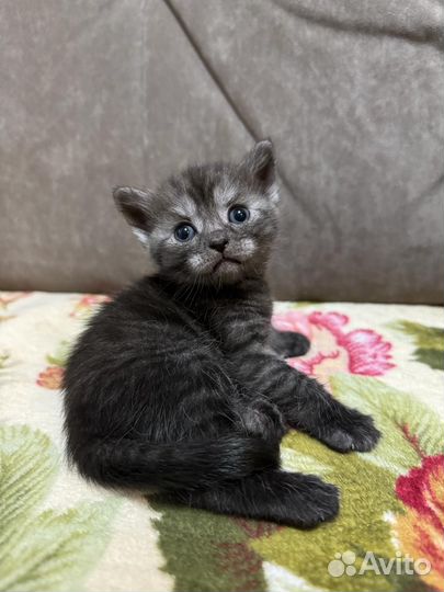 Шотландская