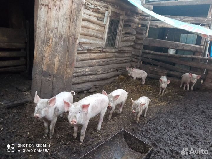 Поросята
