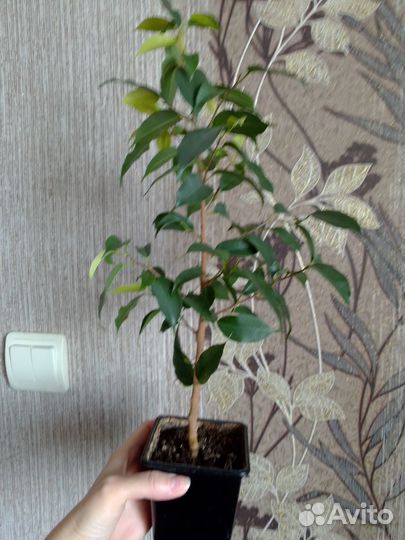 Фикус бенджамина