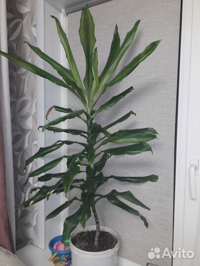 Комнатные цветы