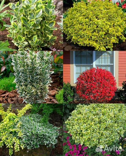 Бересклет микс