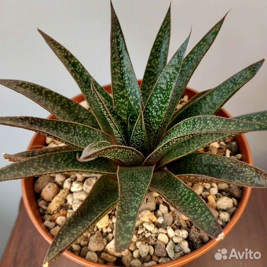 Суккуленты