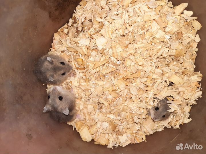 Продам хомячков