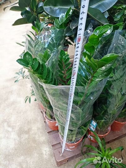 Замиокулькас